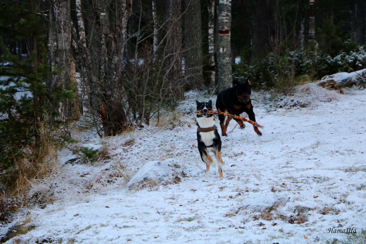 named brother - My, Dog, friendship, Rottweiler, Longpost