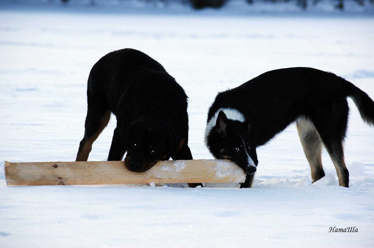 named brother - My, Dog, friendship, Rottweiler, Longpost