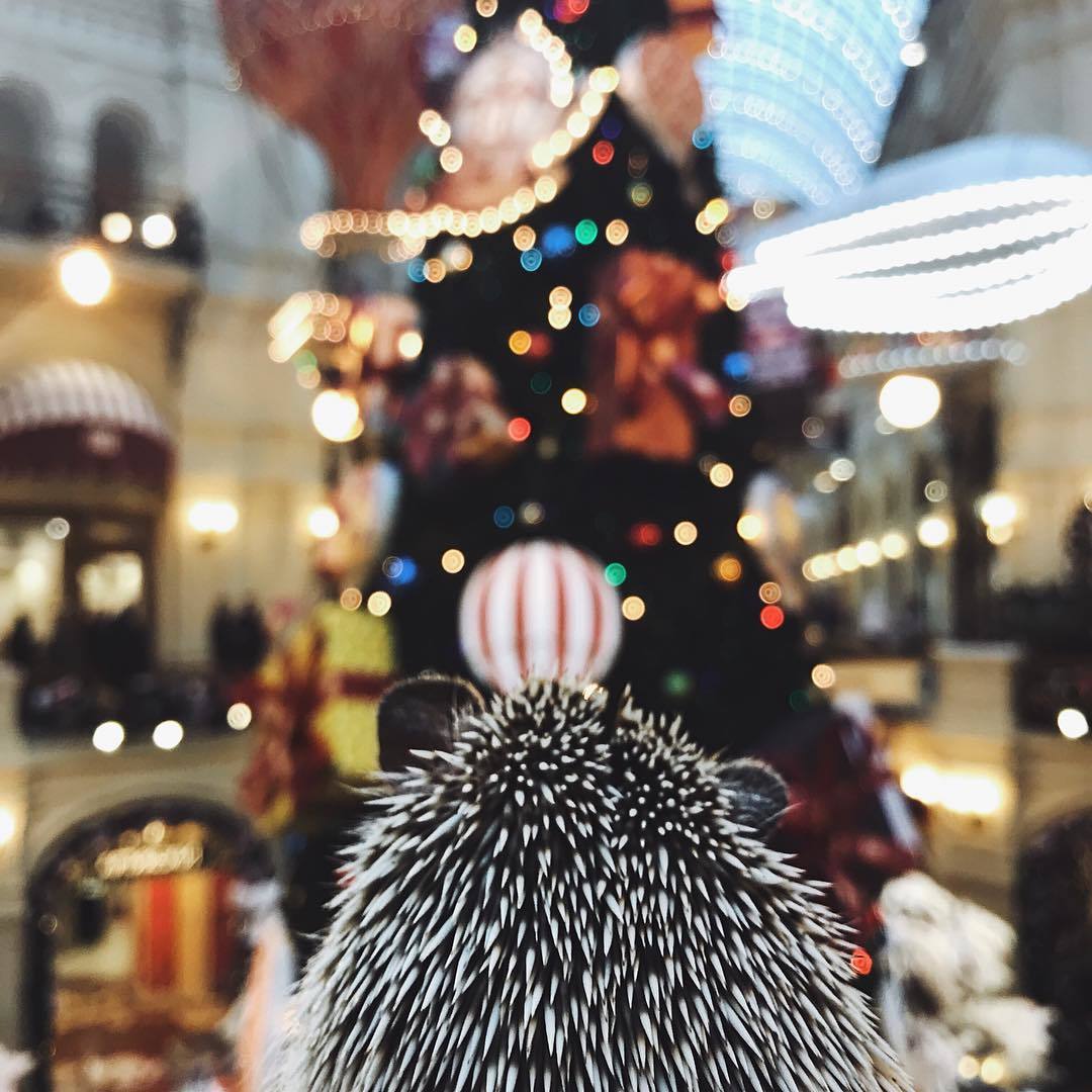 Holiday greetings! - My, Pets, African pygmy hedgehog, Humor, Milota, New Year, Longpost