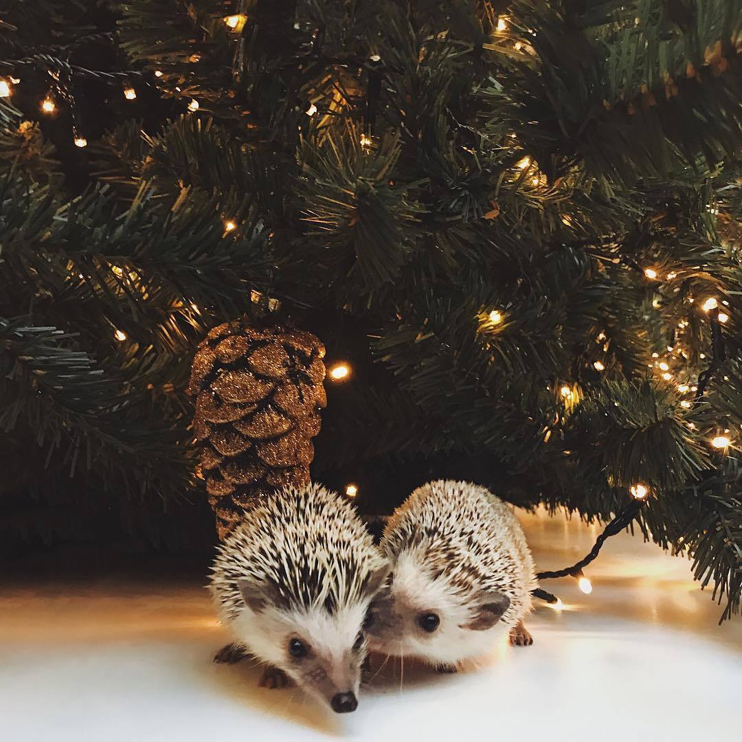 Holiday greetings! - My, Pets, African pygmy hedgehog, Humor, Milota, New Year, Longpost