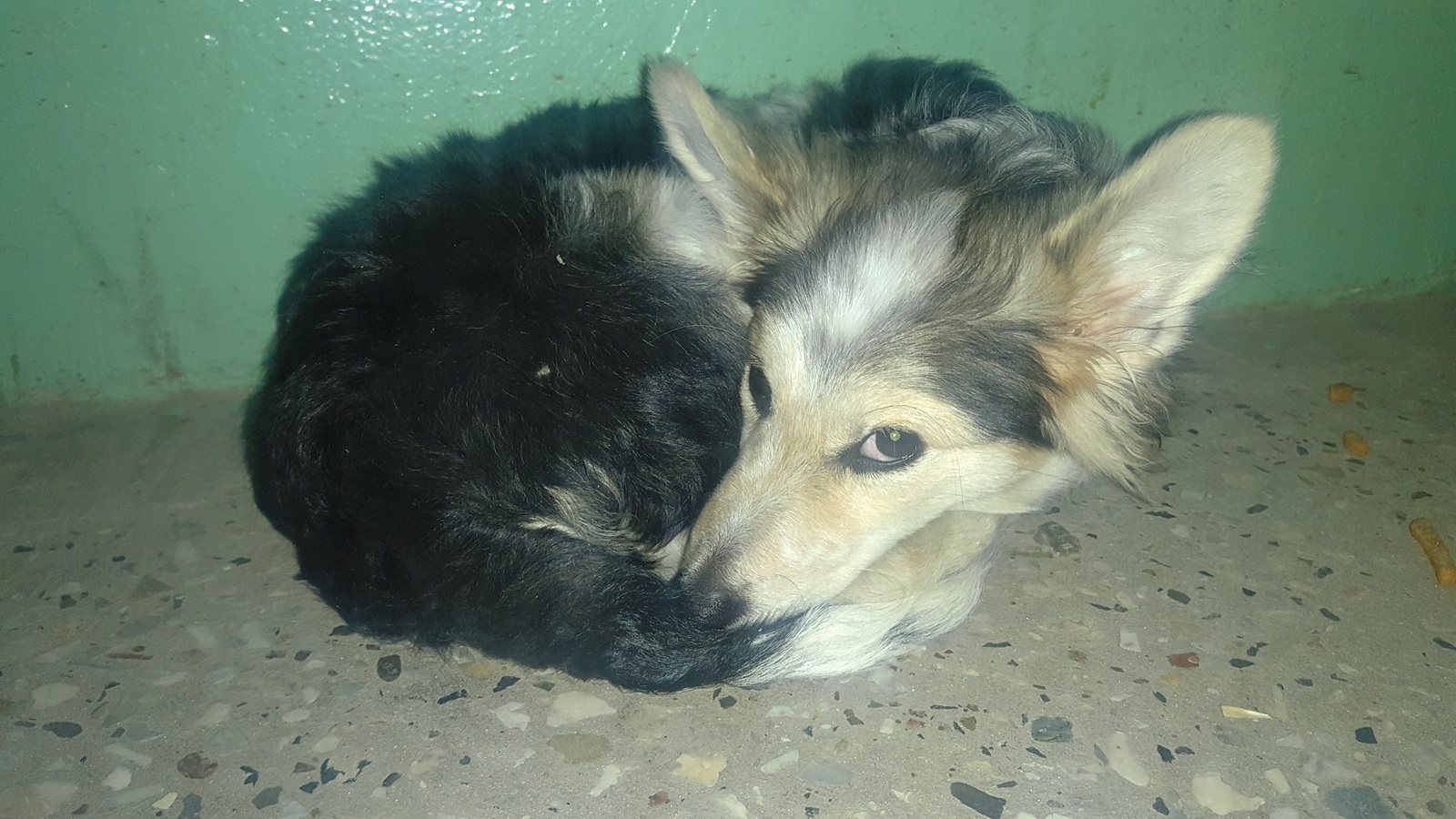 Met this miracle - My, Homeless animals, Dog, Help, Ulyanovsk, Надежда, Helping animals