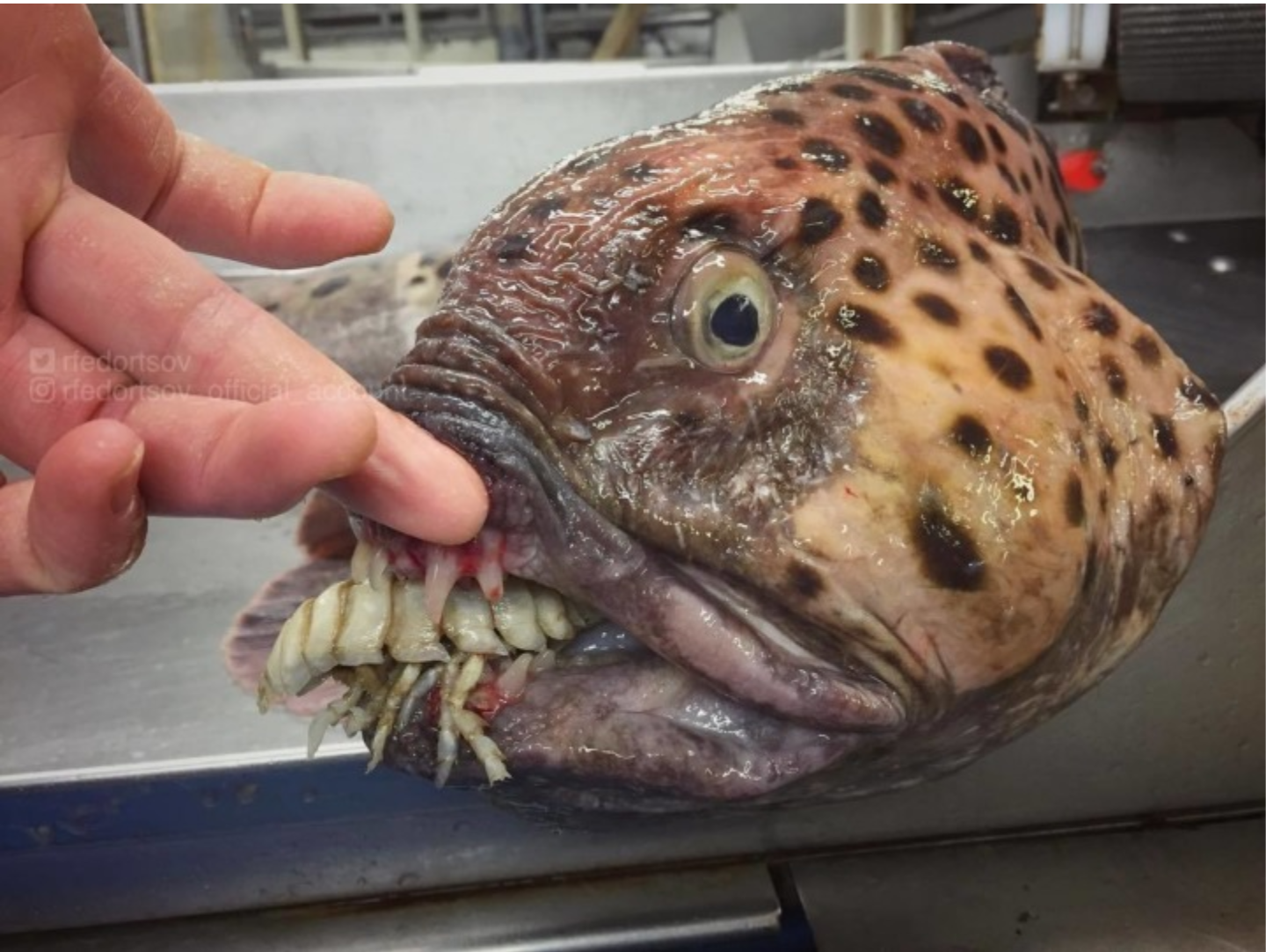 Fantastic Beasts: the continuation of a selection of pictures of strange fish from the Murmansk sailor's Instagram - Deep sea, Not mine, Longpost, Tjournal