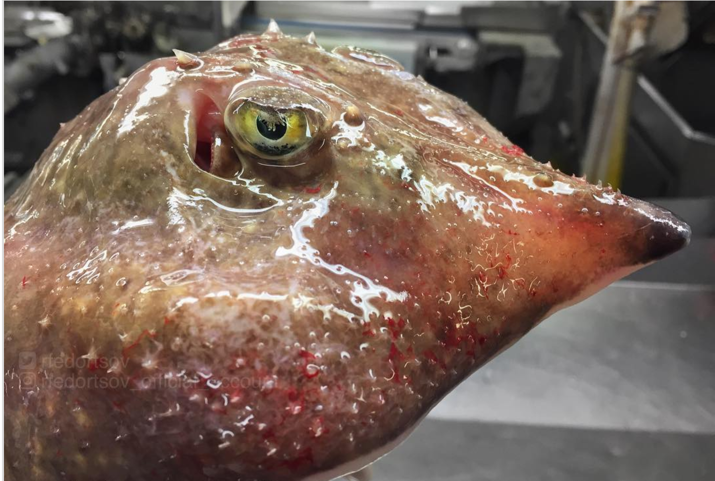 Fantastic Beasts: the continuation of a selection of pictures of strange fish from the Murmansk sailor's Instagram - Deep sea, Not mine, Longpost, Tjournal