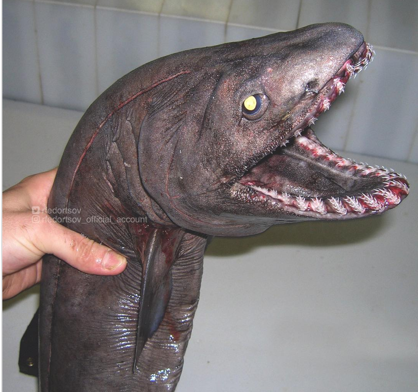 Fantastic Beasts: the continuation of a selection of pictures of strange fish from the Murmansk sailor's Instagram - Deep sea, Not mine, Longpost, Tjournal