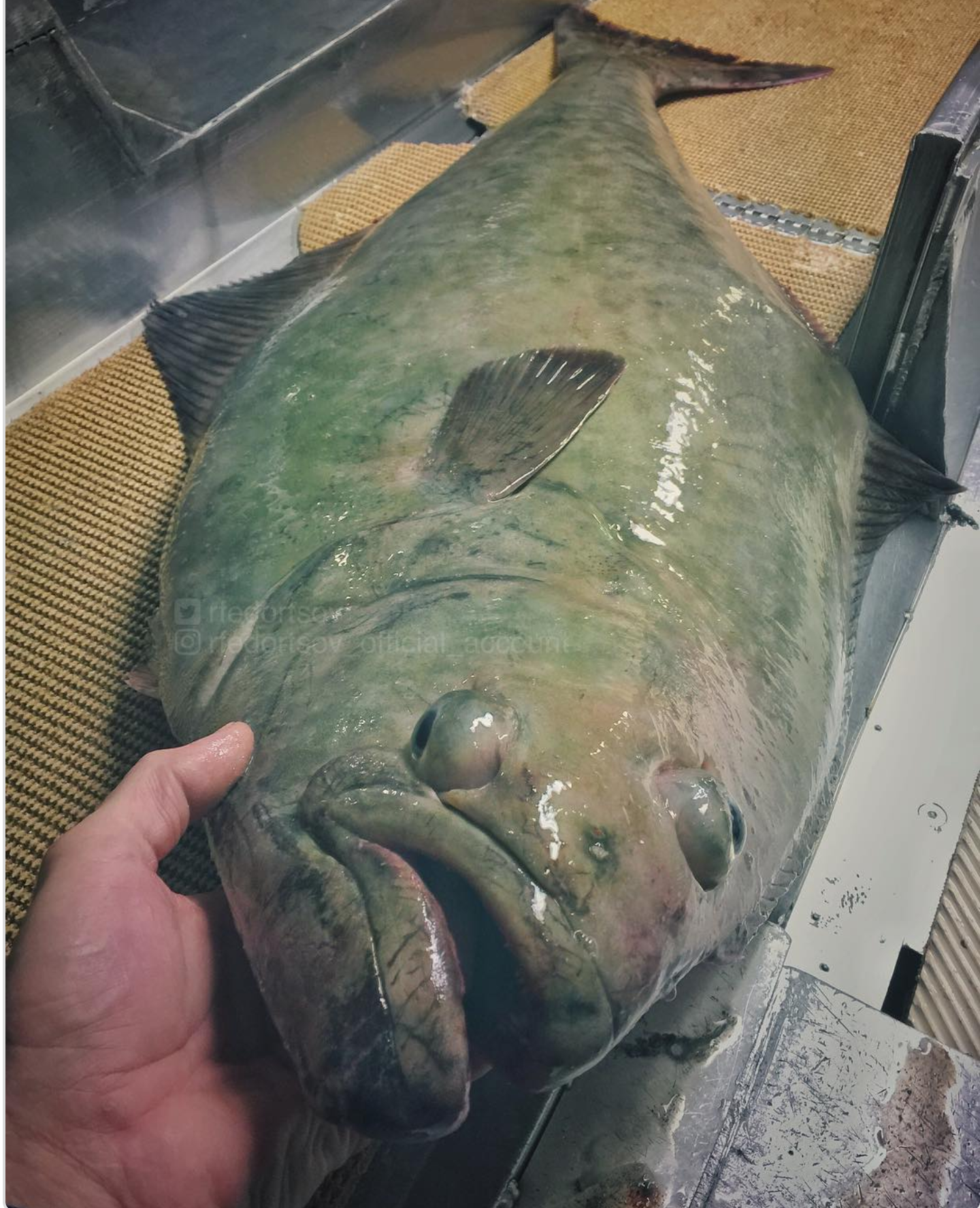 Fantastic Beasts: the continuation of a selection of pictures of strange fish from the Murmansk sailor's Instagram - Deep sea, Not mine, Longpost, Tjournal