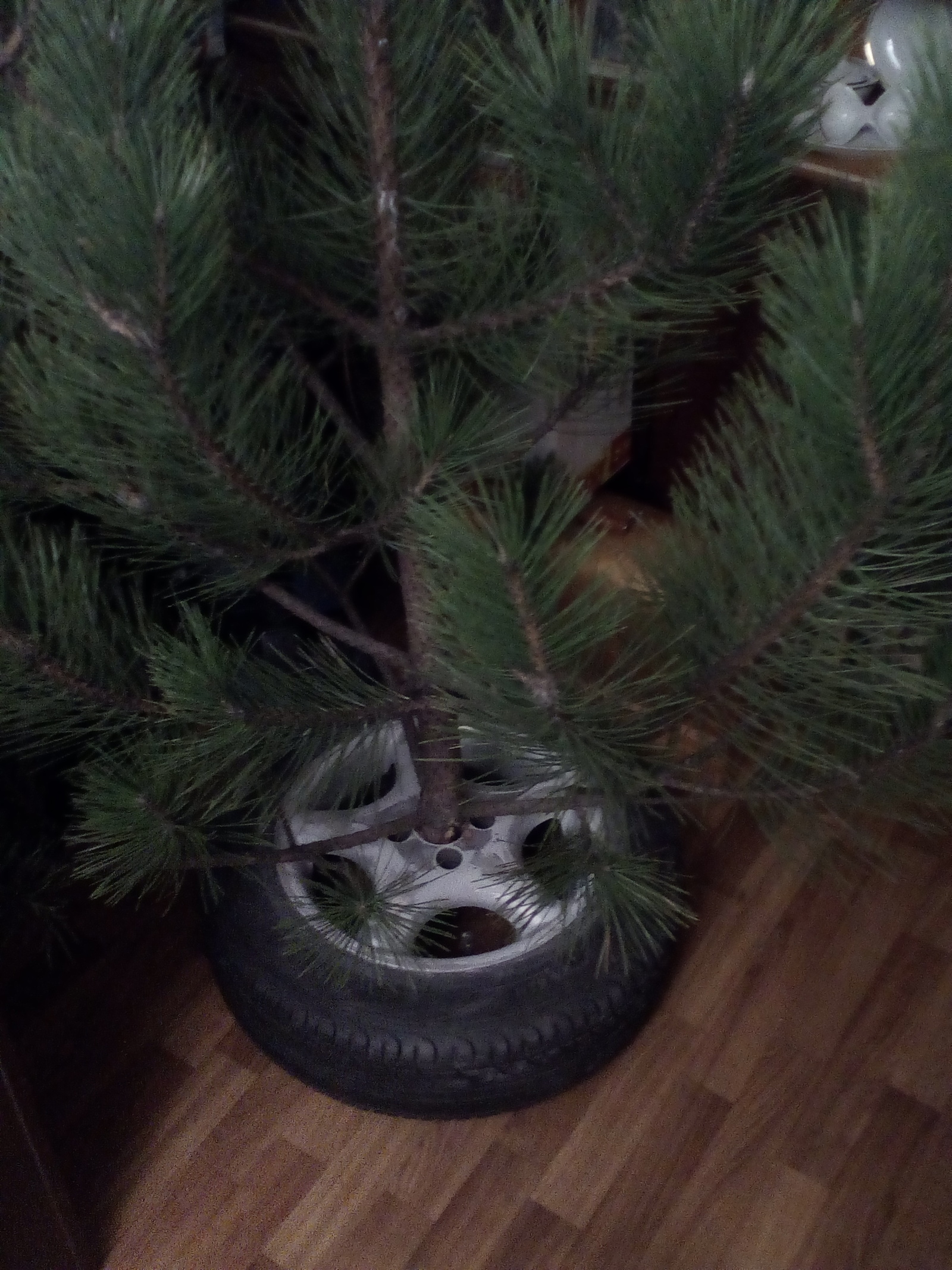 How do I set up a tree... - My, Christmas trees, Life hack, Engineer, Laziness, Potato, Summer tires, Longpost