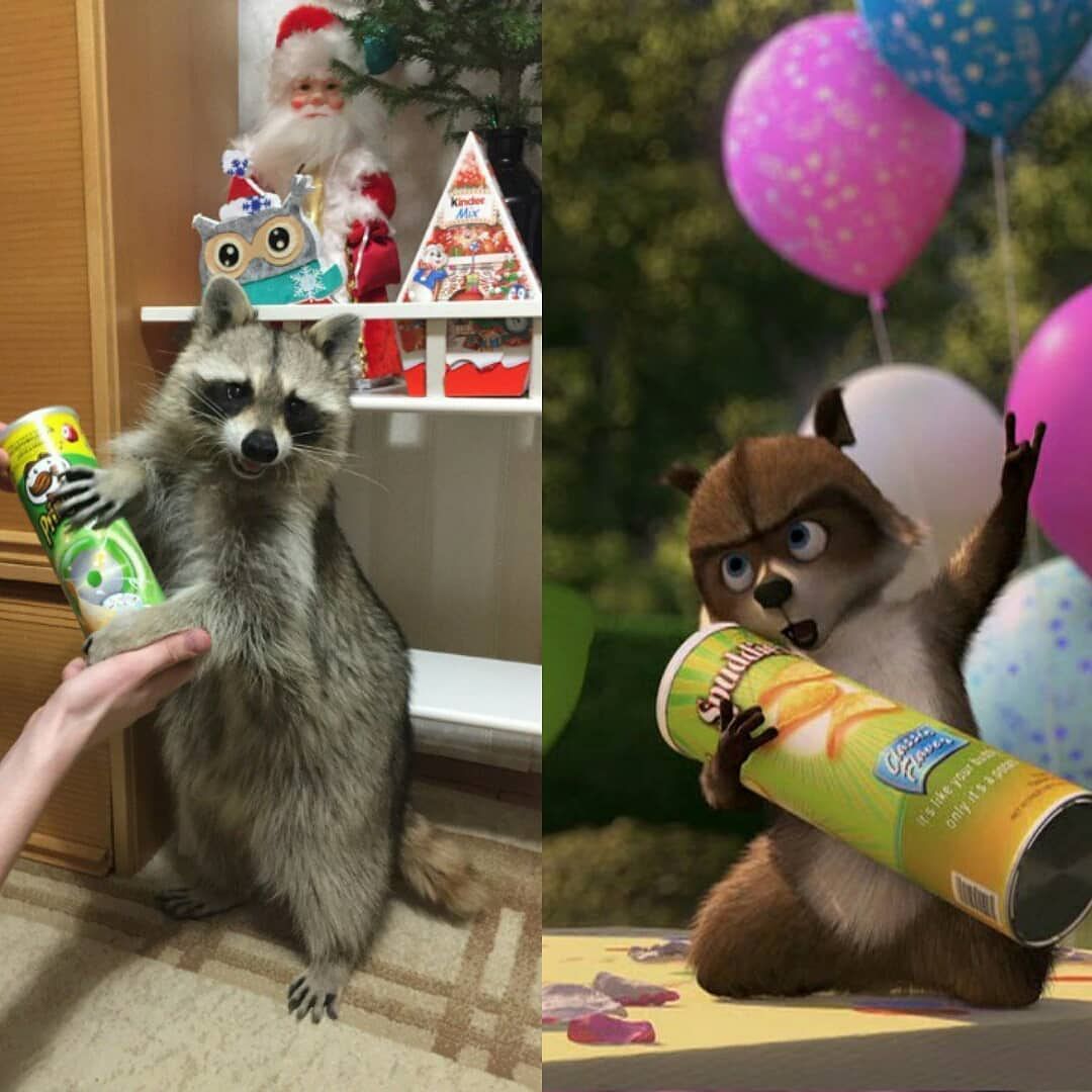 Cosplay. Level - raccoon. - My, Raccoon, , , Animals, Lowcost cosplay, Cosplay