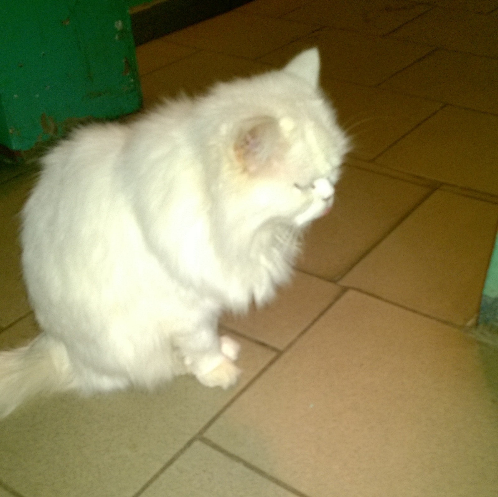 Found a cat. Lost or runaway, I can’t believe that such a cat could be kicked out ... - Foundling, Found a cat, Krasnodar, Lost, Longpost, cat, Help, In good hands, Helping animals