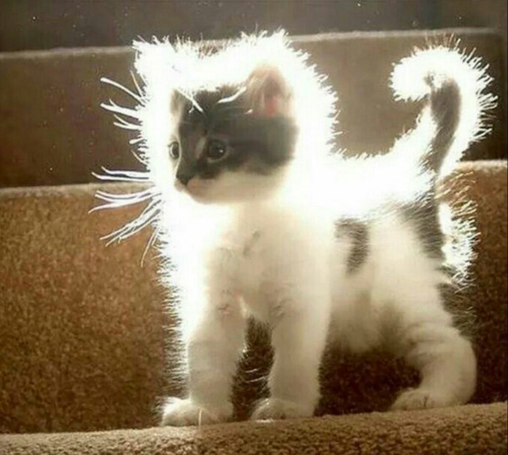 piece of sun - cat, Fluffy, , The sun