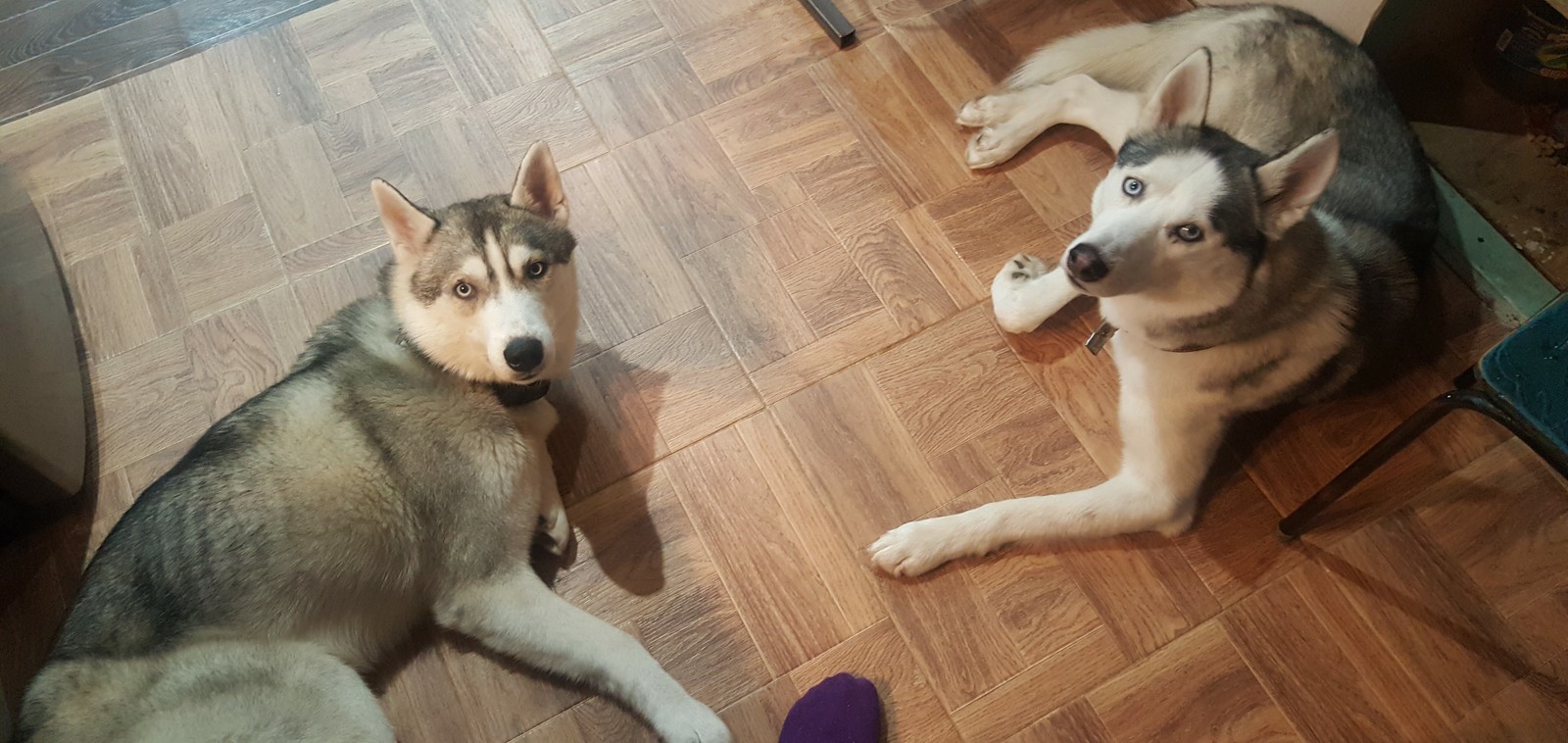 My furry demons - My, Husky, Year of the dog, Demons among us, Longpost