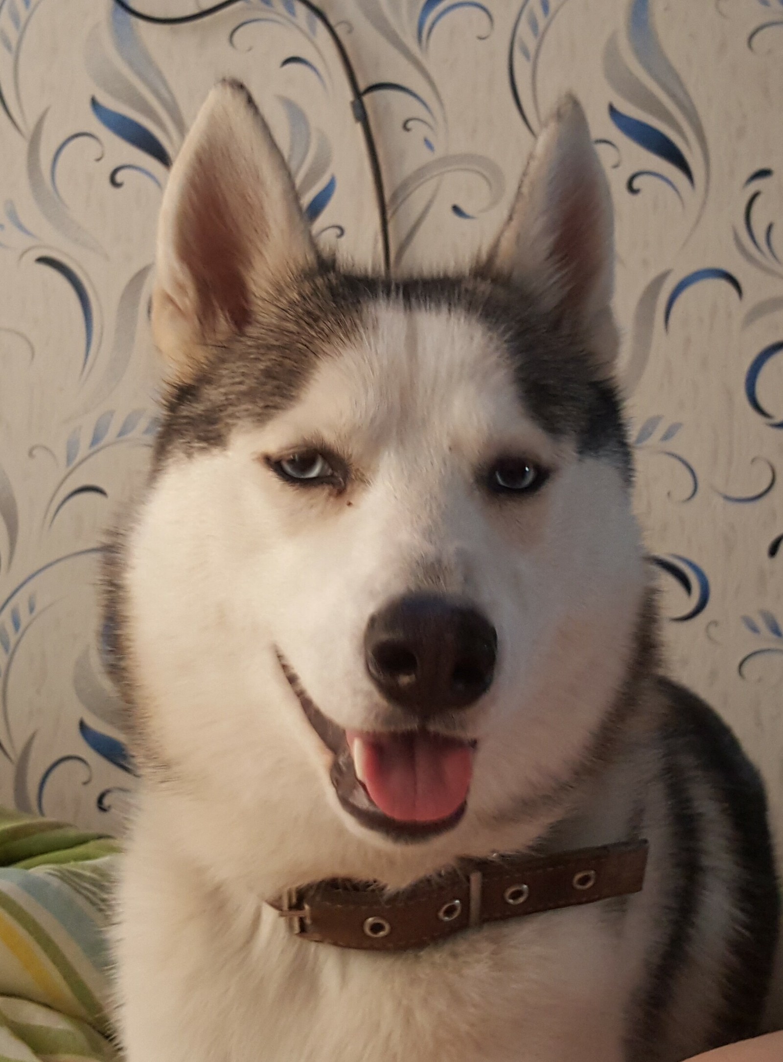 My furry demons - My, Husky, Year of the dog, Demons among us, Longpost