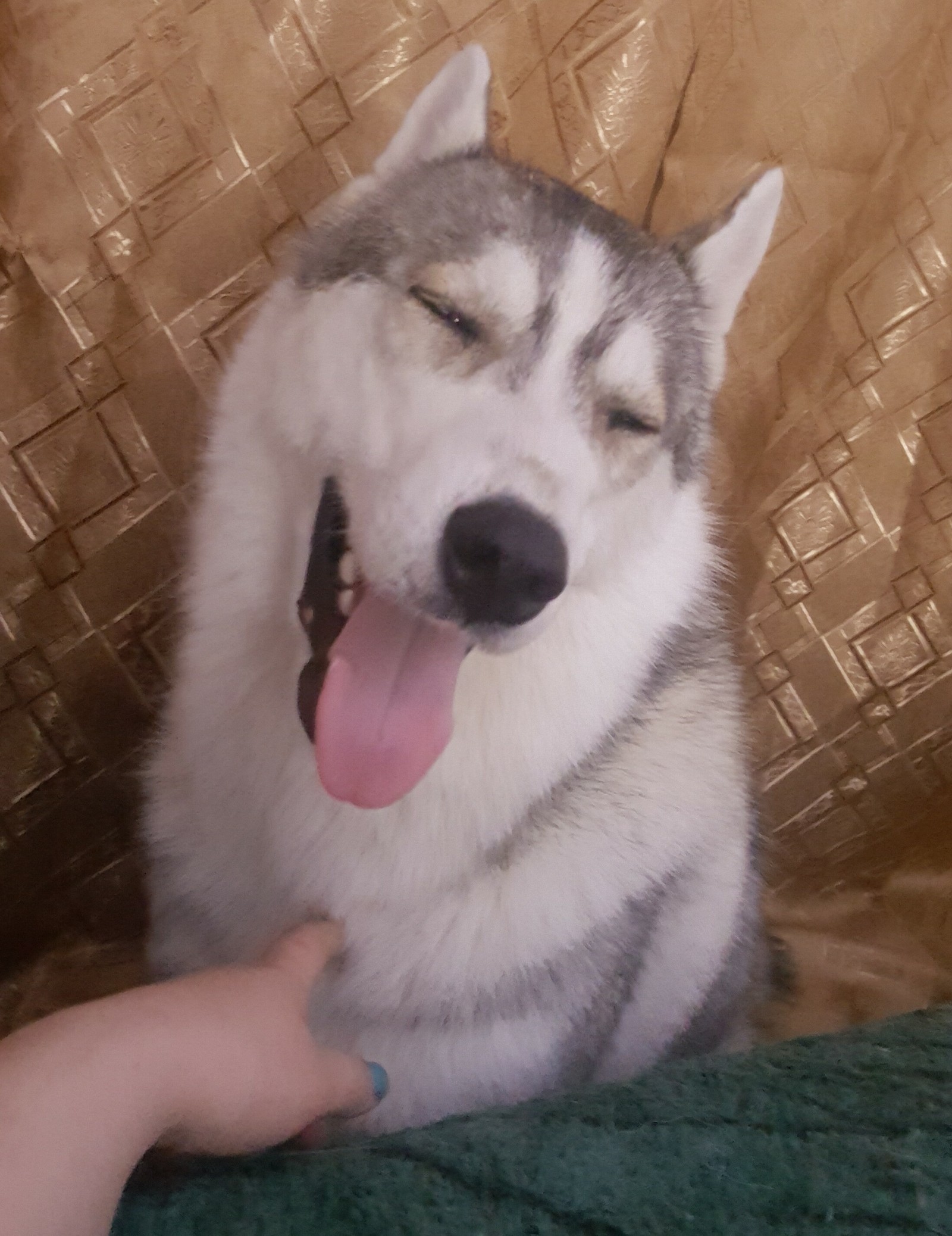 My furry demons - My, Husky, Year of the dog, Demons among us, Longpost