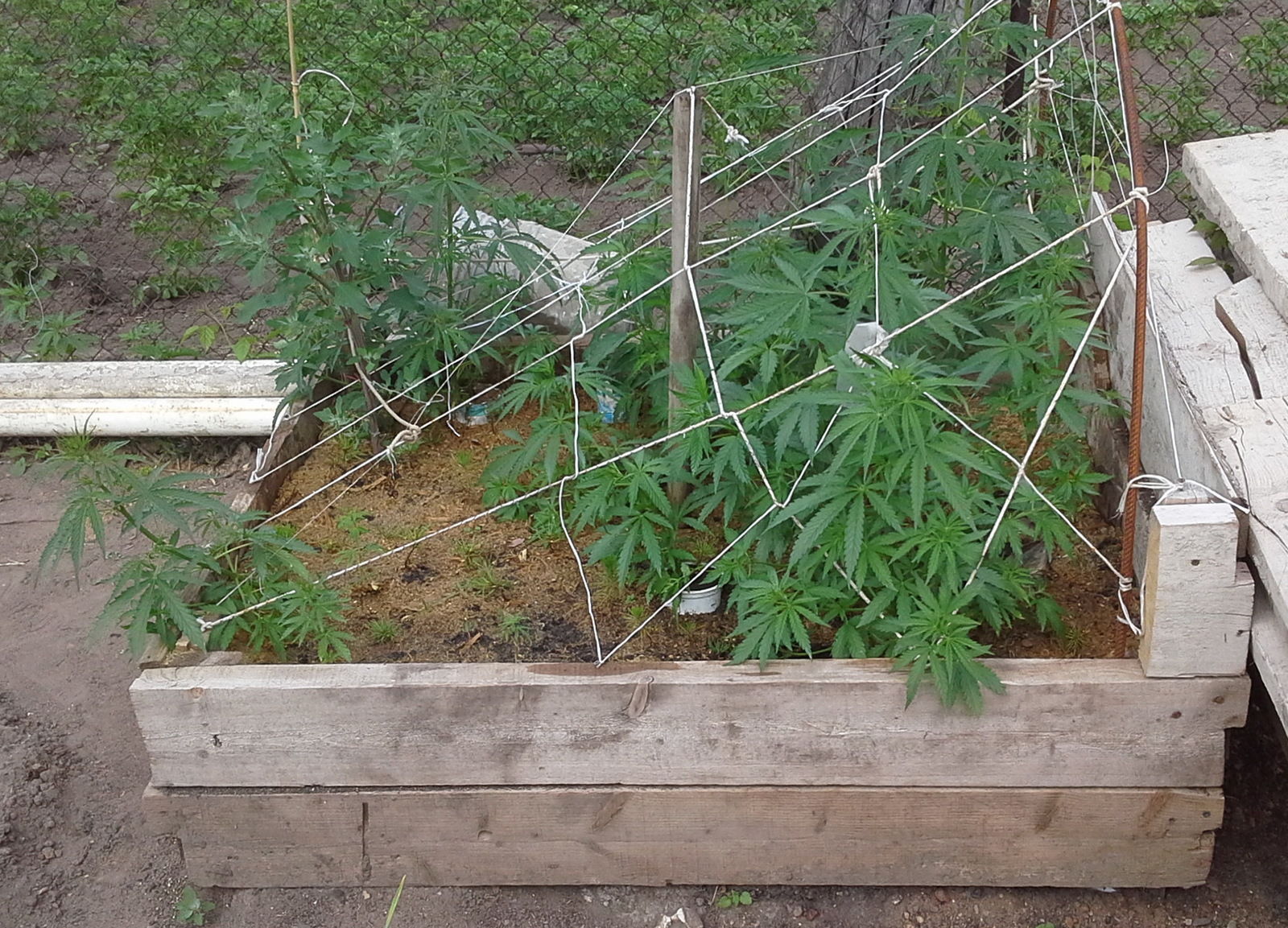 My coniferous sympathy. - My, Cedar, Seedling, Garden beds, Hemp, Conifers, Mulch, Longpost