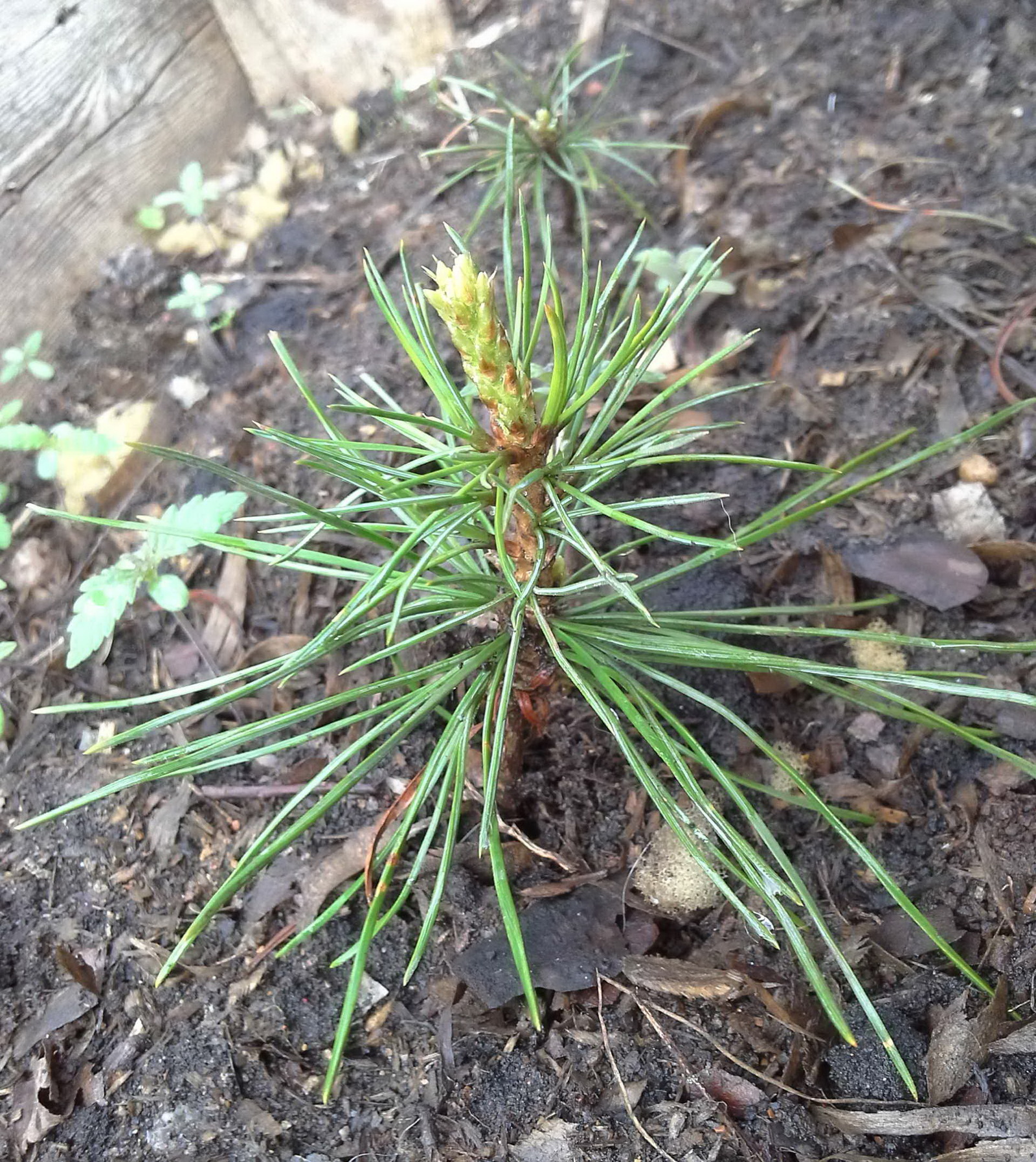 My coniferous sympathy. - My, Cedar, Seedling, Garden beds, Hemp, Conifers, Mulch, Longpost