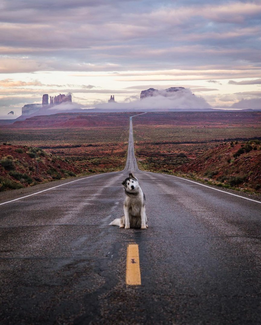 Just a beautiful frame - The mountains, Dog, In contact with, Road, Nature, 