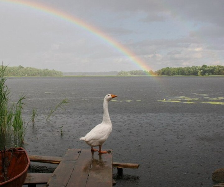 Goose. - Гусь, Its own atmosphere, Longpost