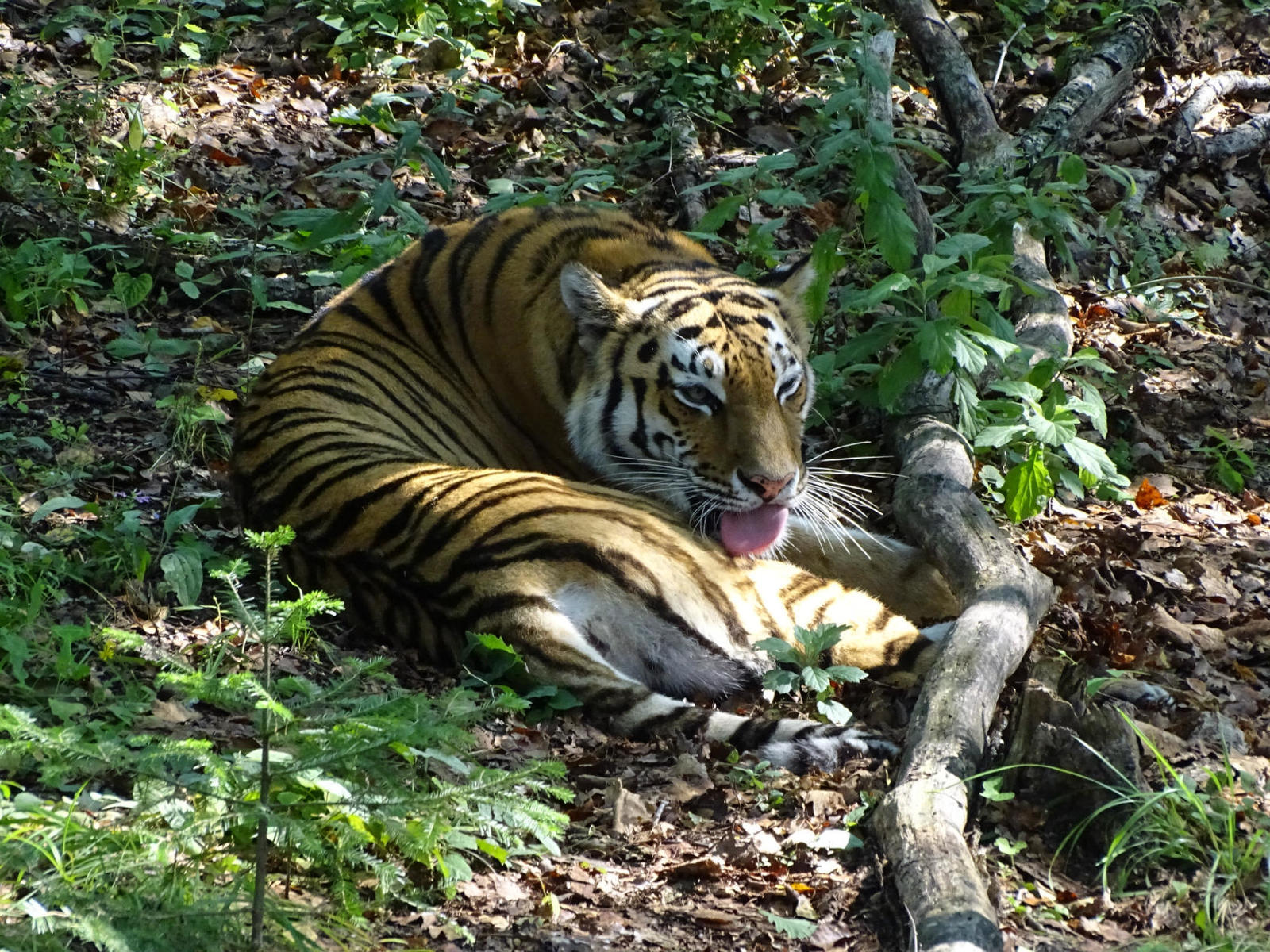 It is necessary, it is necessary, to wash, in the morning and in the evening - My, Дальний Восток, Primorsky Krai, , Amur tiger