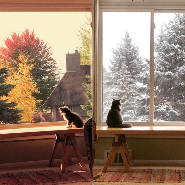 The seasons go by, the cat grows - The photo, cat, Winter, Autumn