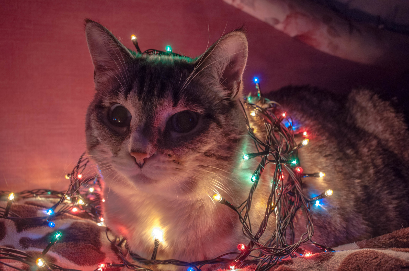 New Year mood post! - My, cat, Catomafia, Pet, New Year, Animals, Pets