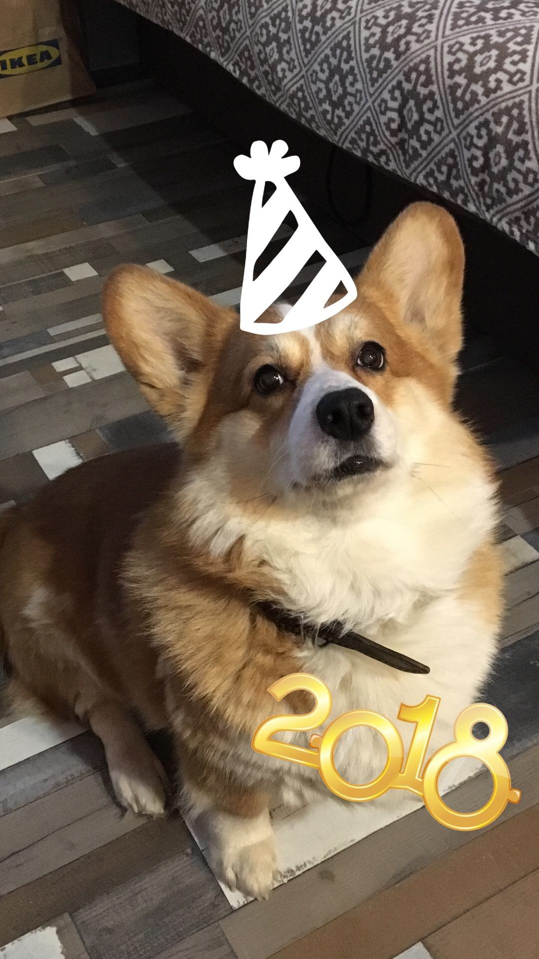 Symbol of 2018 - My, Dog, New Year, Corgi