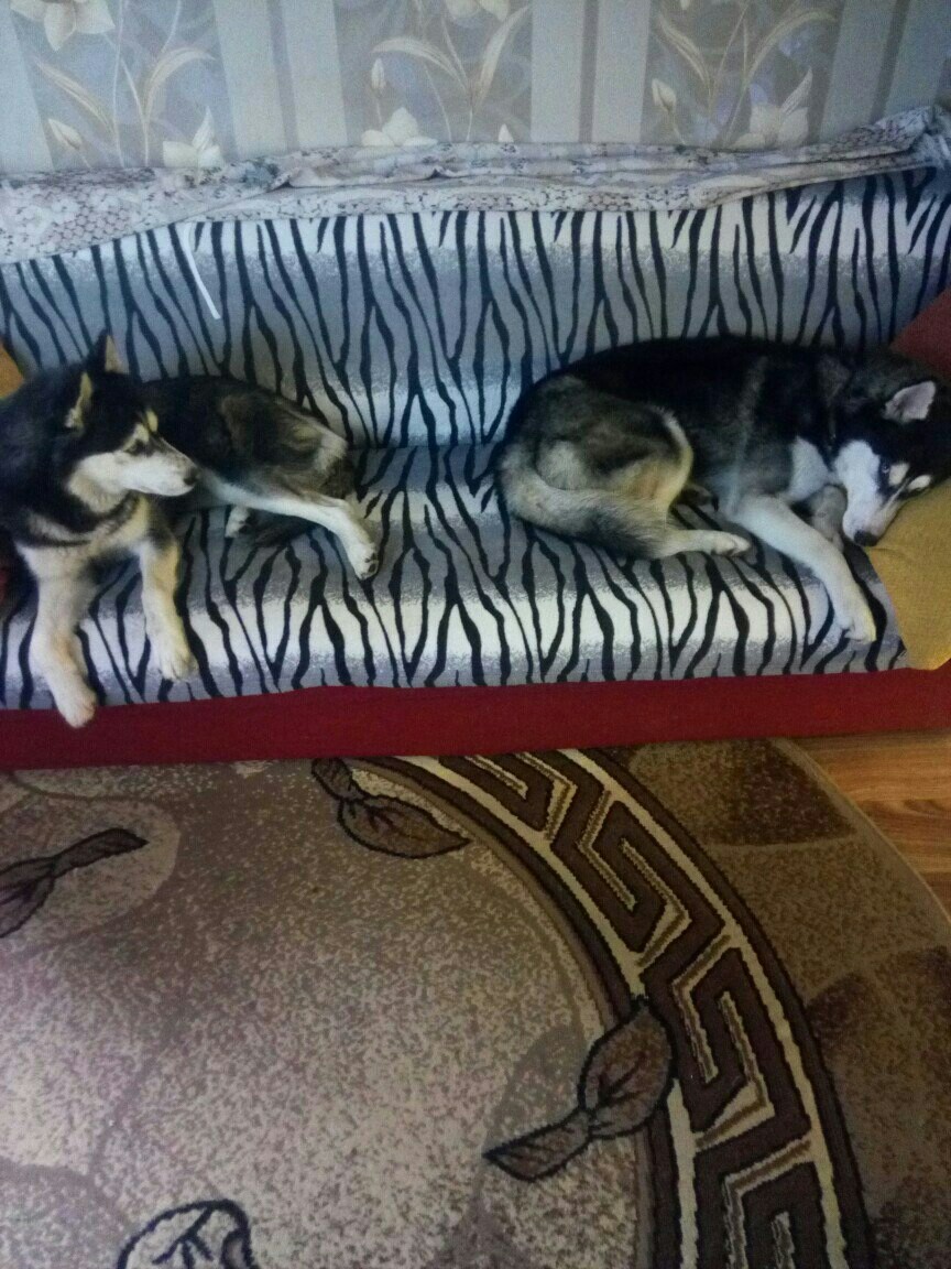 New Year's Huskies :) - My, Husky, , Longpost, Dog