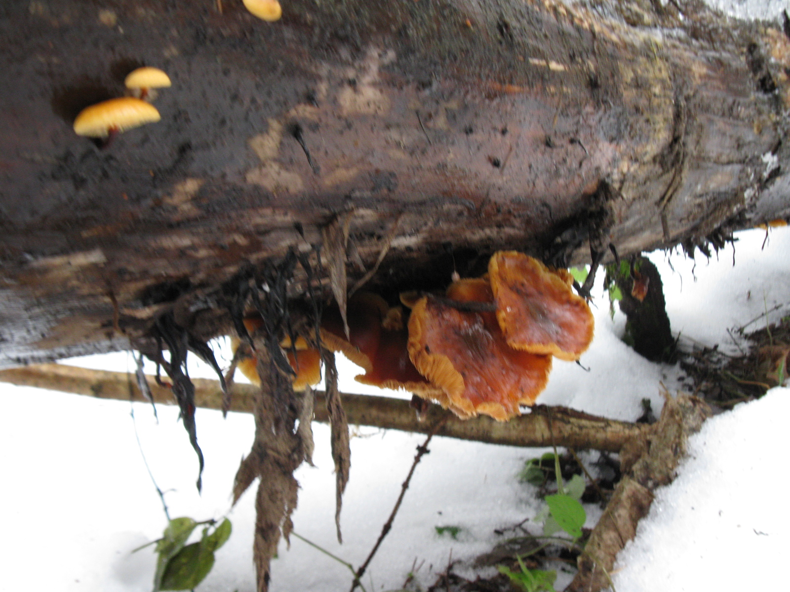 Mushrooms December 30!) - My, Silent hunt, Mushrooms, Mycology, Nature, , Longpost