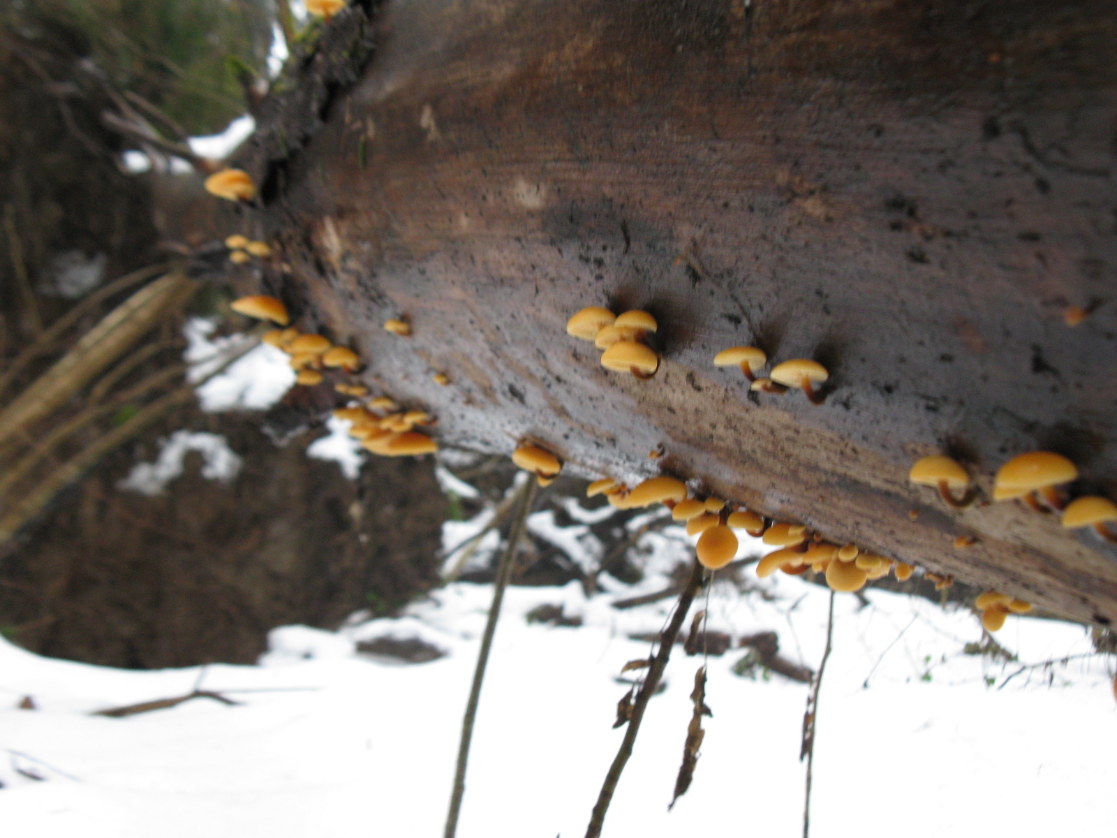 Mushrooms December 30!) - My, Silent hunt, Mushrooms, Mycology, Nature, , Longpost