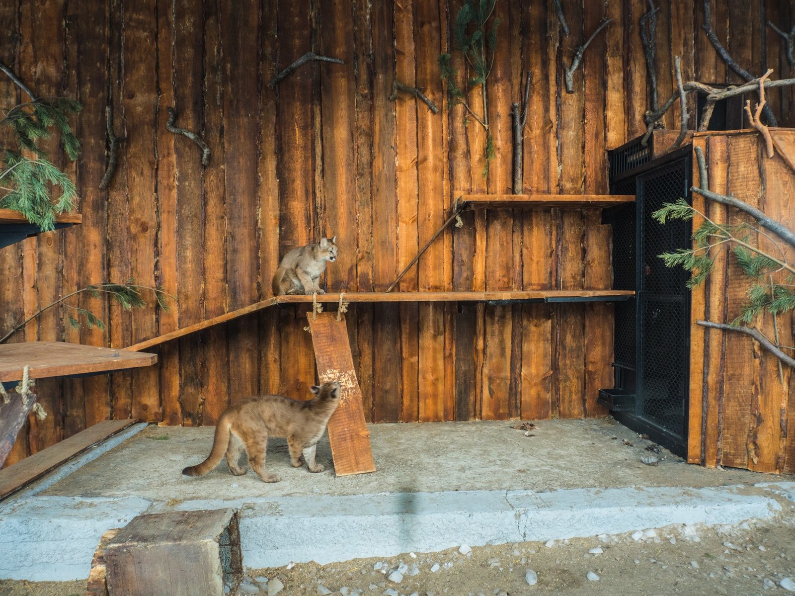 Pumyat in the new enclosure. - My, Animals, Longpost, Roev Creek, Krasnoyarsk, Puma