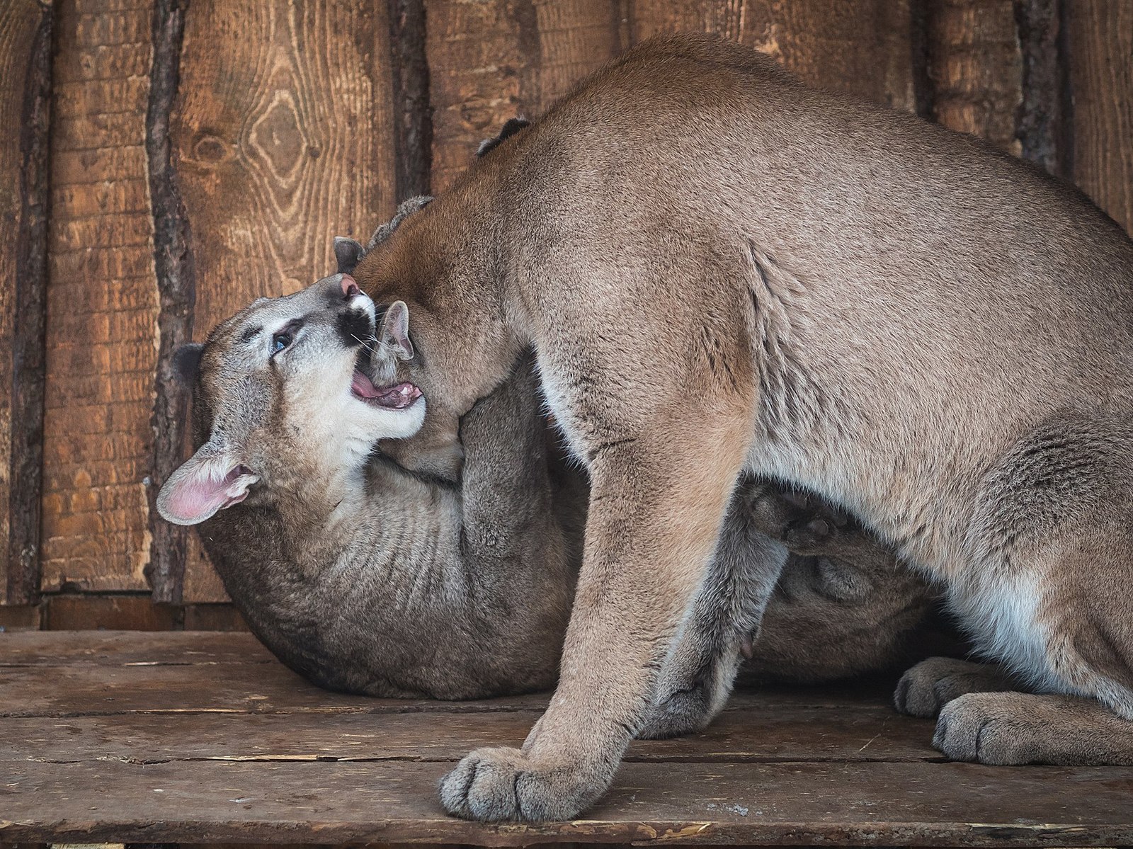 Pumyat in the new enclosure. - My, Animals, Longpost, Roev Creek, Krasnoyarsk, Puma