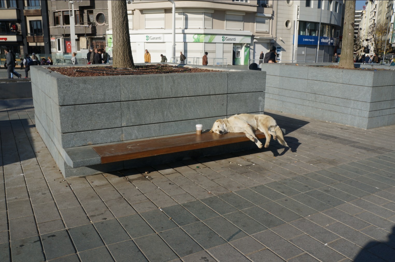 New year of the dog failed - My, Dog, New Year, Istanbul, Turkey