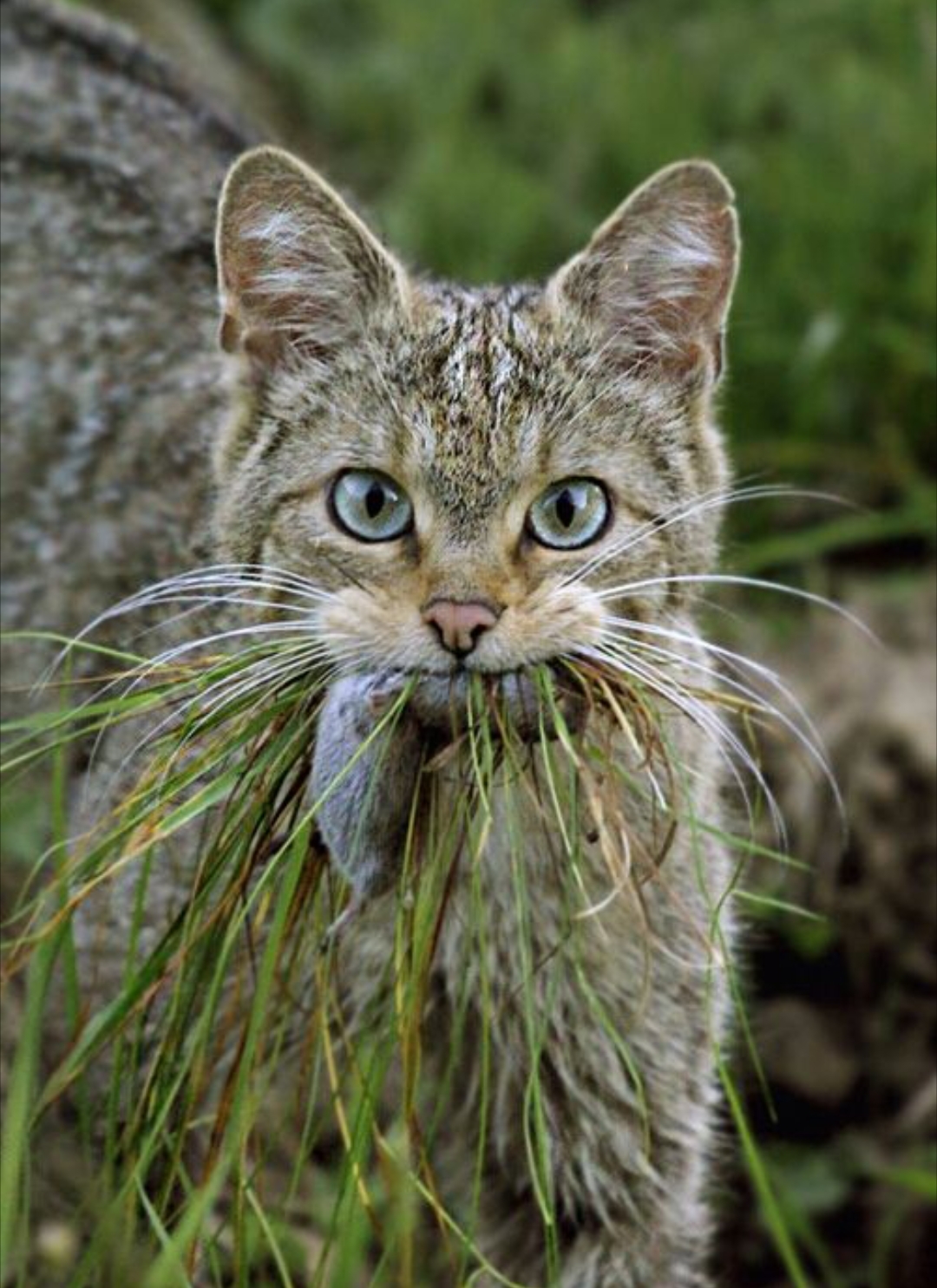 New Year's salad with greens. - cat, Mouse