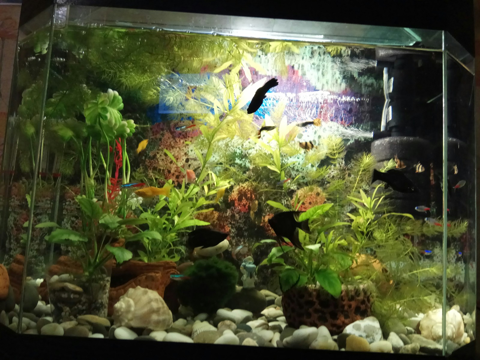 My aquarium. - My, Aquarium, Aquarium