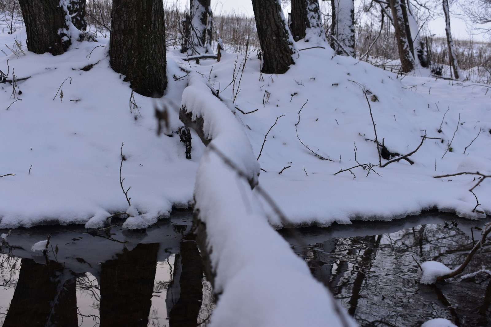 My photo hunt - Forest, Nature, Landscape, Relax, Longpost