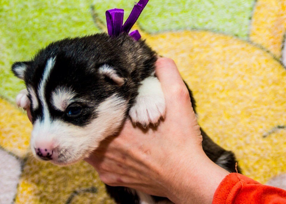 Gift for the new year - My, Presents, Dog, Husky, The photo, Longpost