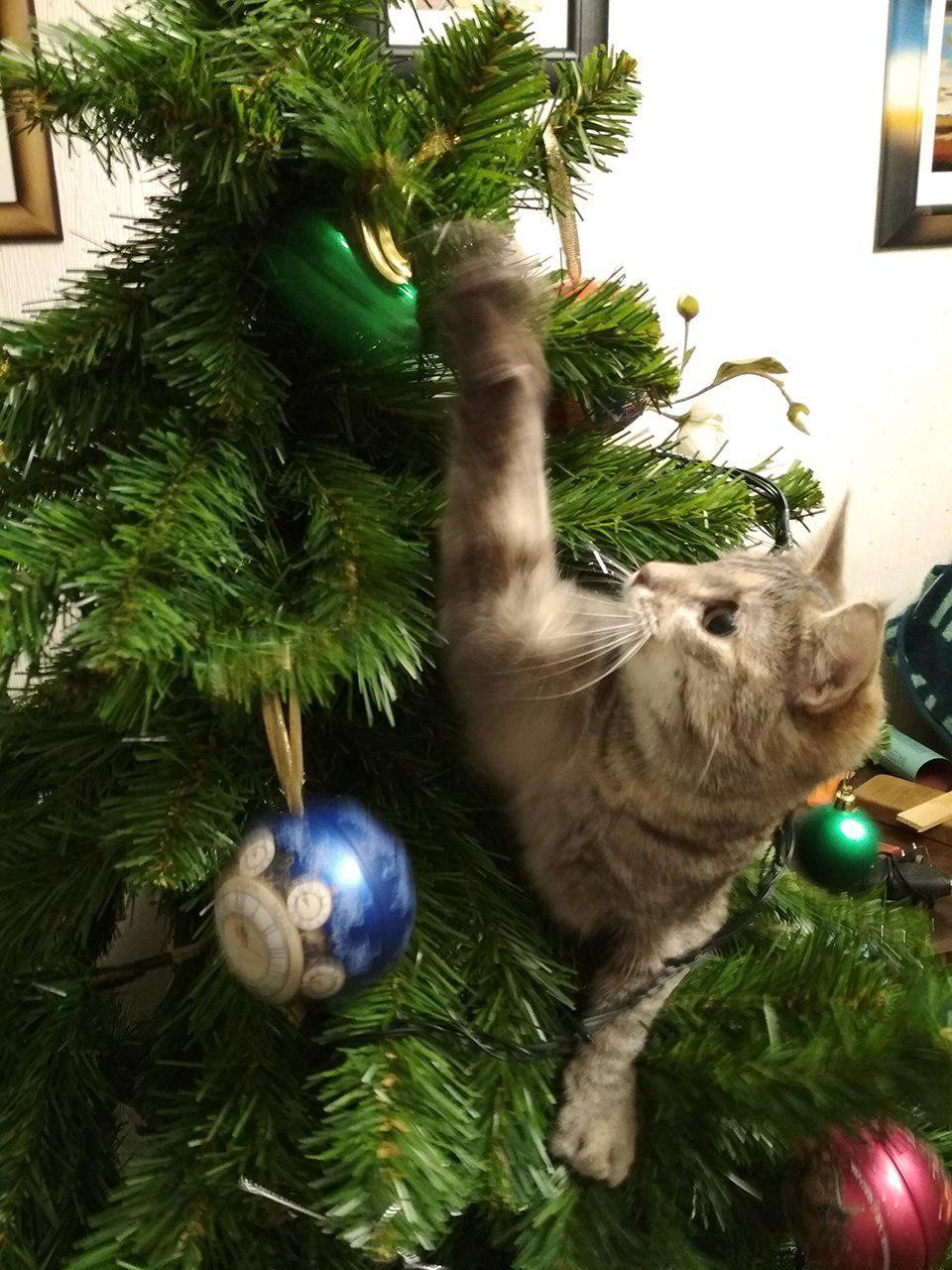 The best decoration for the Christmas tree - My, Christmas trees, cat, Catomafia, Christmas tree, Longpost