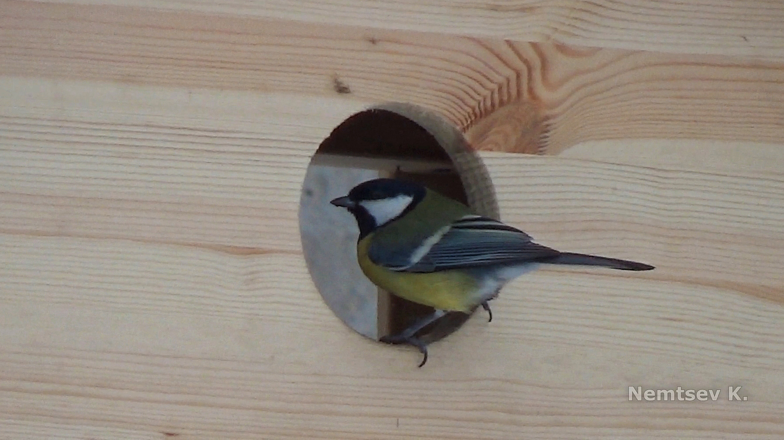 Pictures of birds at my feeder - My, Trough, Tit, Bullfinches, Sparrow, Winter, Birds, Yoshkar-Ola, Video, Longpost