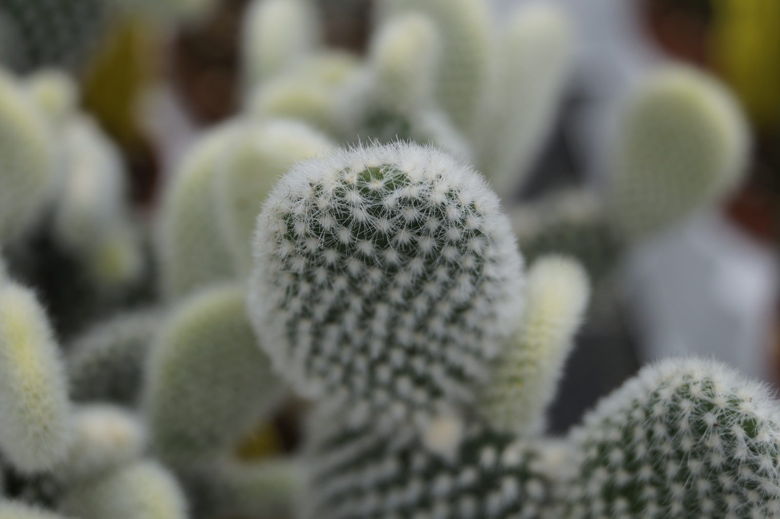 Part-2 Cacti succulents - My, Cactus, The photo, Succulents, Greenhouse, My, , Longpost