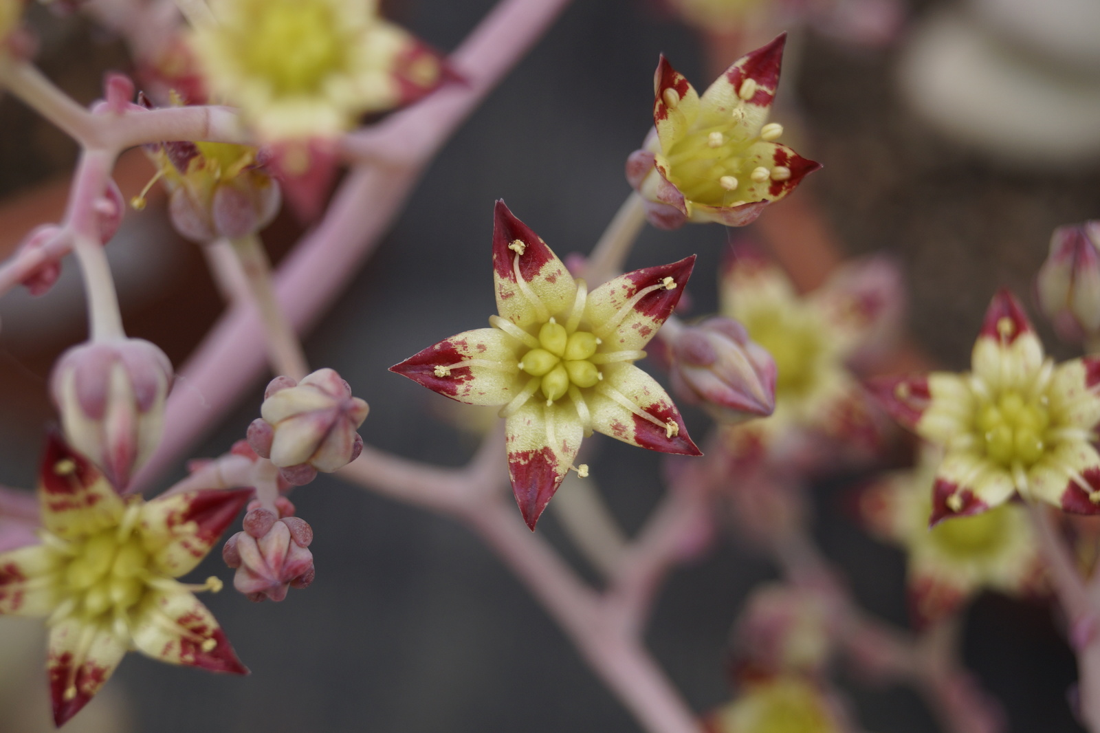 Part-2 Cacti succulents - My, Cactus, The photo, Succulents, Greenhouse, My, , Longpost