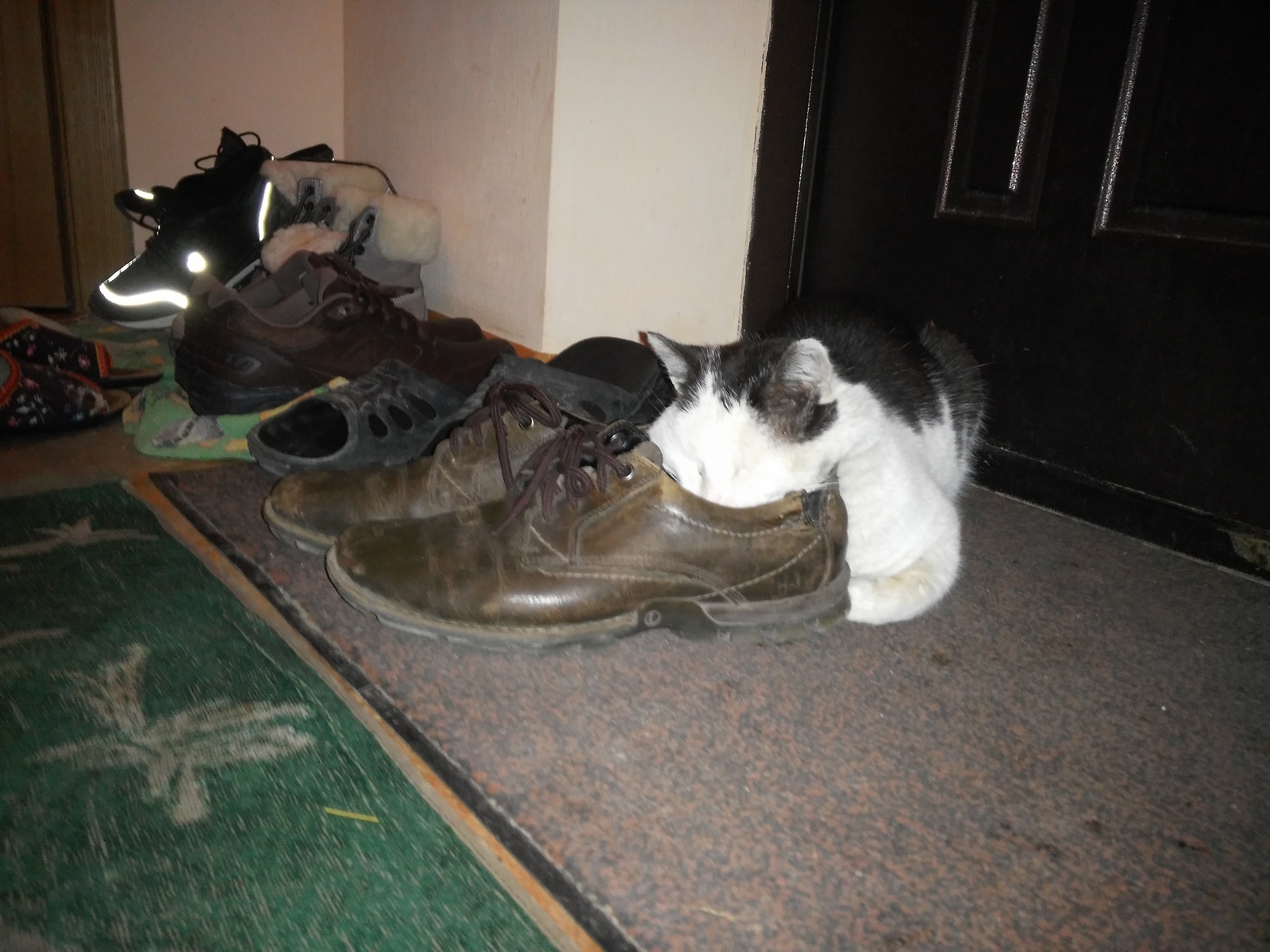 Elderly cat fetishist remembered who brought him into the house - My, cat, shoes