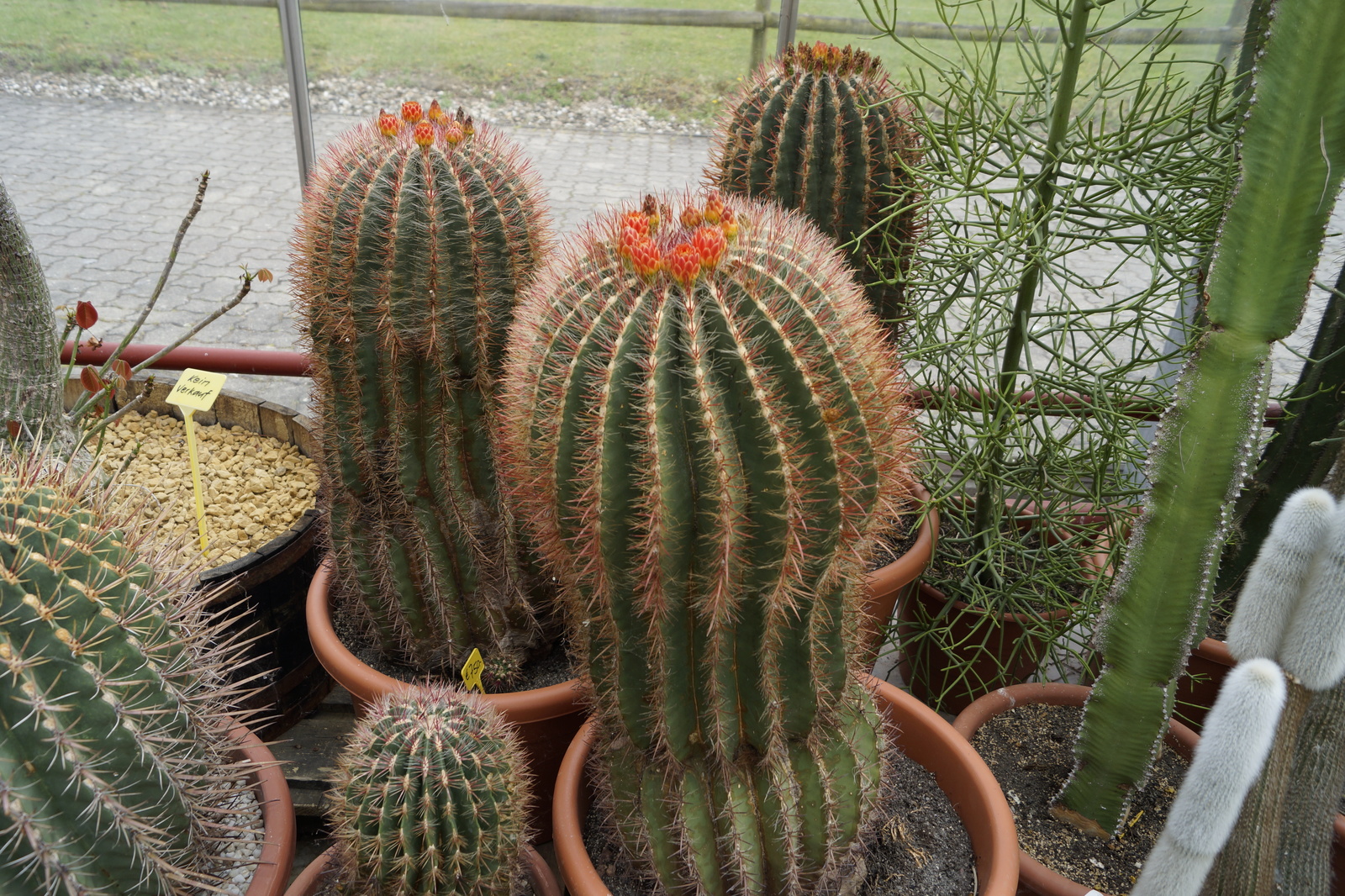 Part-2 Cacti succulents - My, Cactus, The photo, Succulents, Greenhouse, My, , Longpost