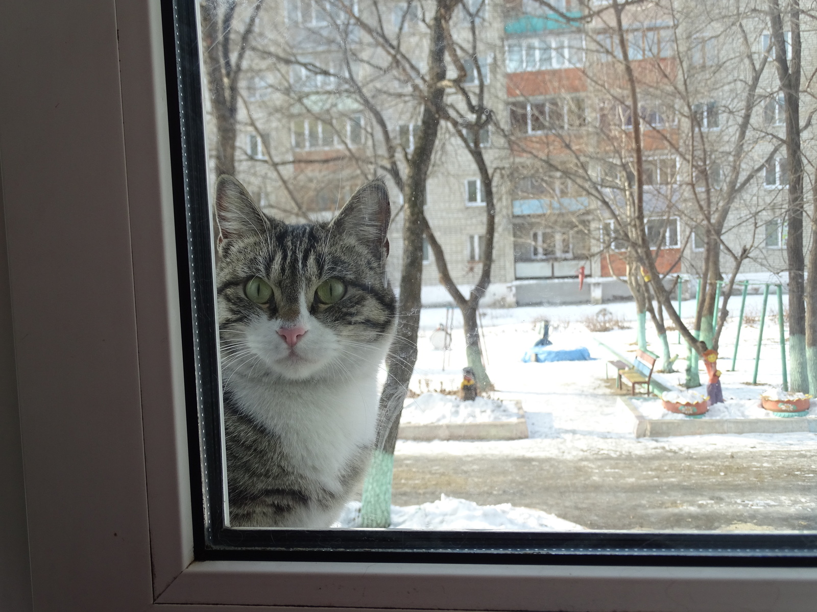 That's how I walked!!! - My, cat, , Window, The street, Summer, Winter, Humor