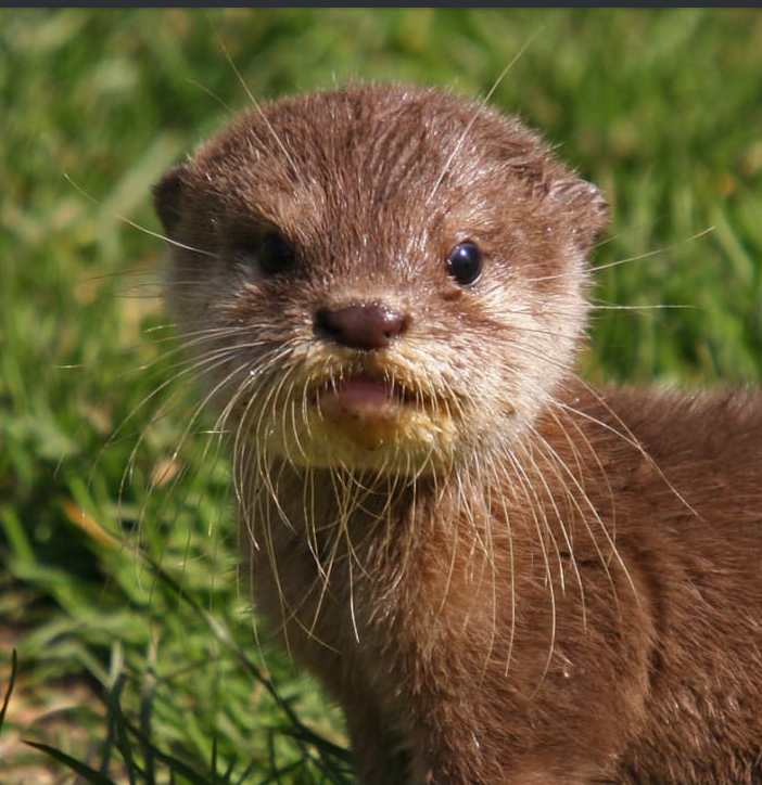 A bit of an otter in your feed. - Nature, Otter, beauty, Longpost