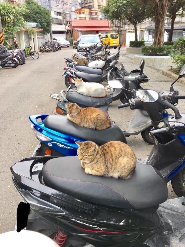 Cocorollers - The photo, Cats, Scooter, cat