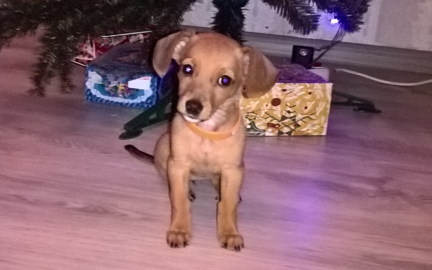 Your gift is waiting for you! - My, New Year's gift exchange, Dachshund, Secret Santa