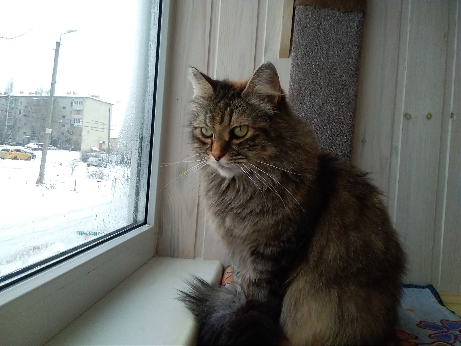 My Norwegian Forest - Tricolor cat, good evening, cat