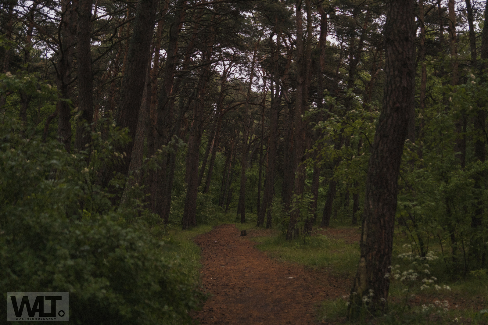 Path to the sea - My, Sea, Pionersk, Kaliningrad region, Forest, Photographer, Baltic Sea, Longpost