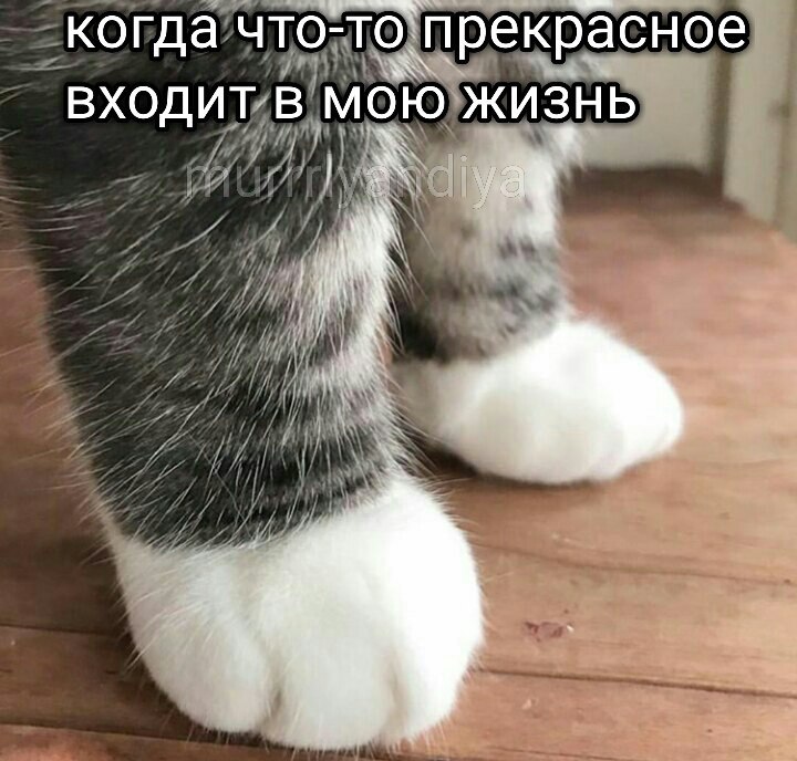 Ночной топот котячих лапок - Кот, Тапки, Лапки