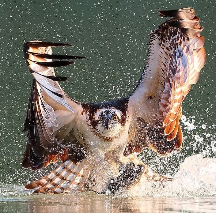 predator - Osprey, Hunting, Fishing, Food, Lucky shot, Lucky moment