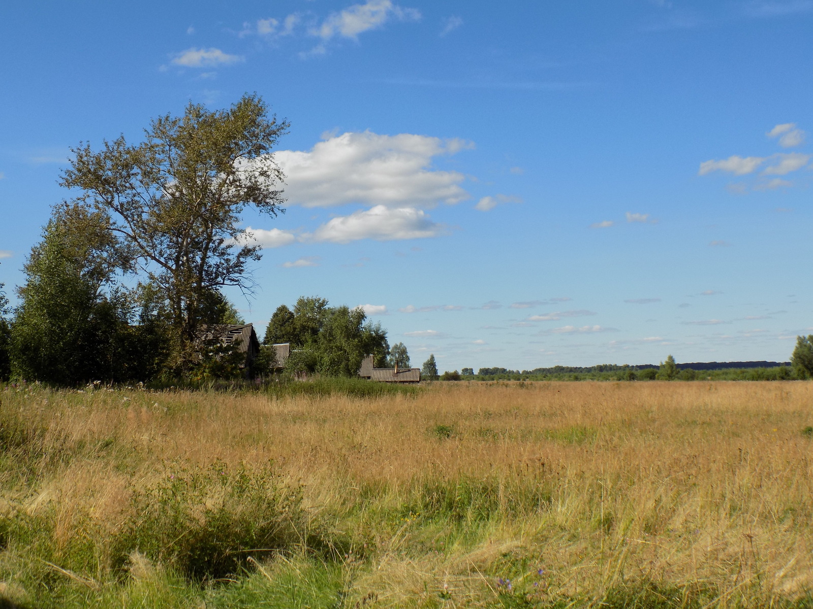 A bit of summer vibe... - My, Summer, Mood, The photo, Nature, Village, Longpost