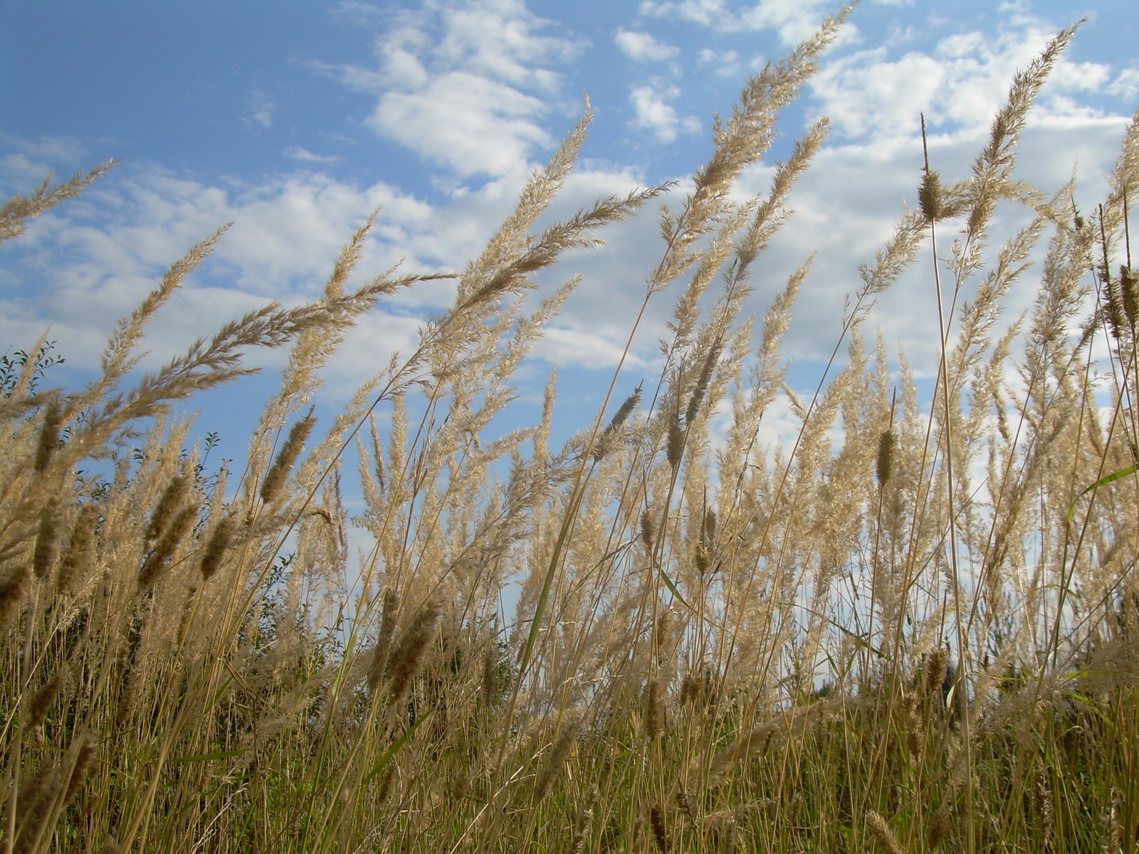 A bit of summer vibe... - My, Summer, Mood, The photo, Nature, Village, Longpost